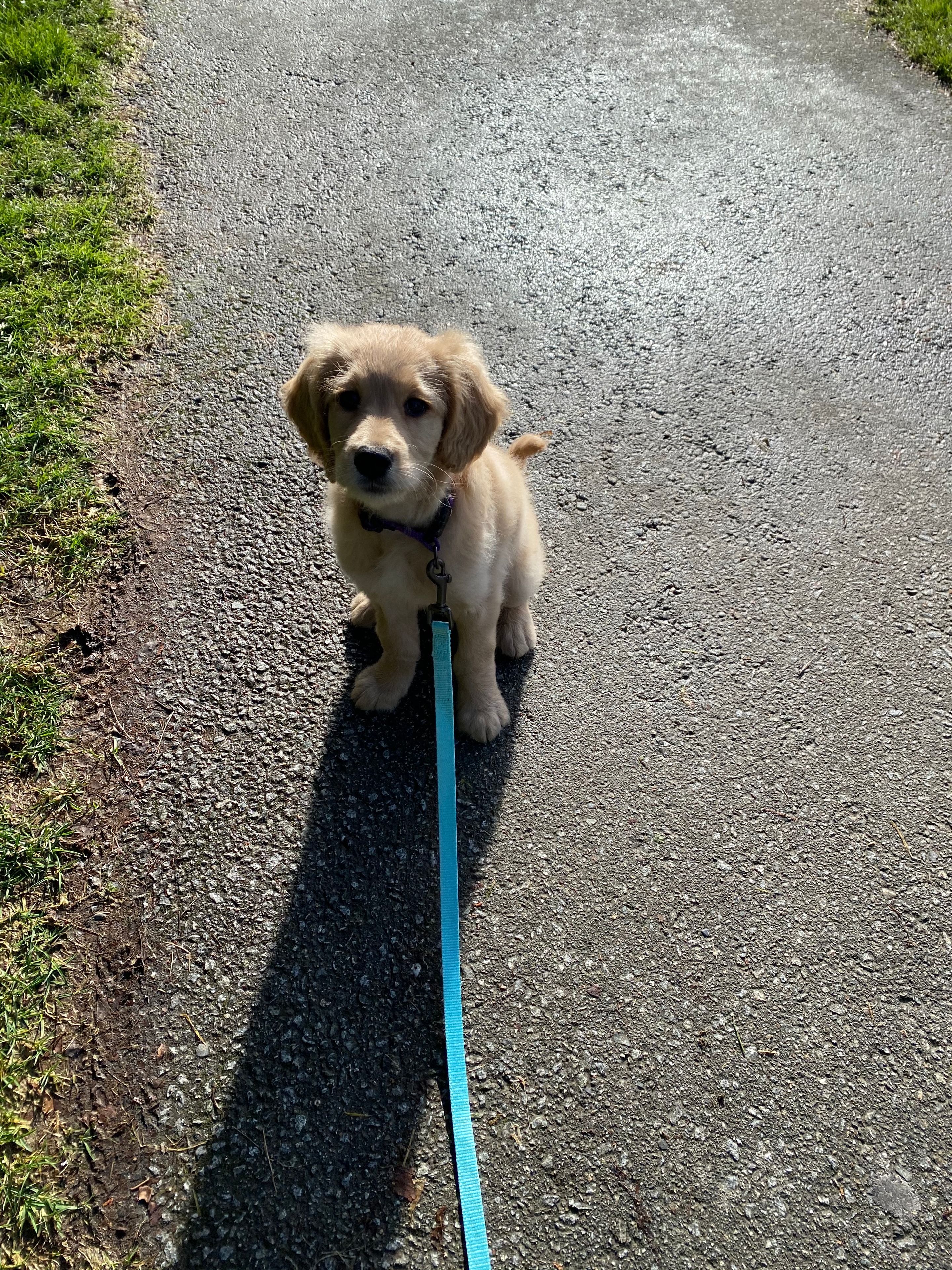 Puppy Walk